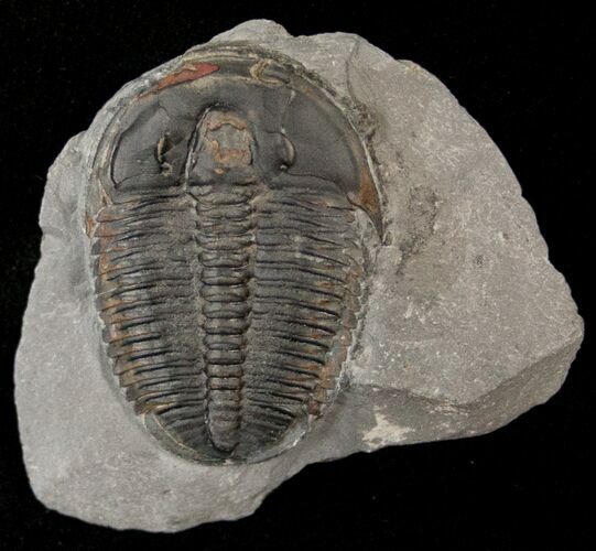 Elrathia Trilobite - Wheeler Shale, Utah #14210